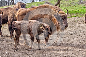 European bisons at Topolcianky