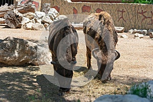 European Bisonte, Bison Bonasus