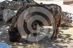 European Bisonte, Bison Bonasus photo