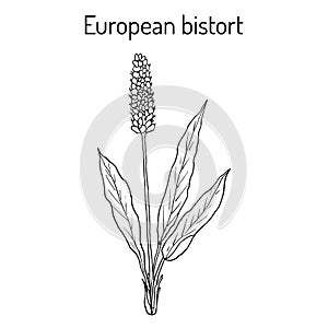 European Bistort Bistorta officinalis , or snakeweed, dragonwort, medicinal plant