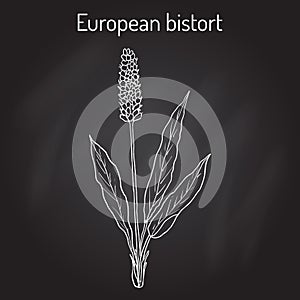 European Bistort Bistorta officinalis , or snakeweed, dragonwort, medicinal plant