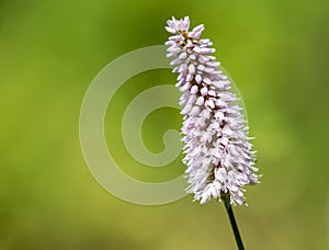 European bistort flower