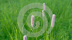 European bistort or meadow bistort, is a species of flowering plant in the dock family polygonaceae. Europe. Pan.