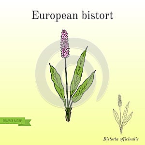 European Bistort or snakeweed