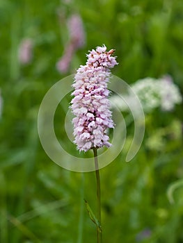 European Bistort or snakeweed, Bistorta officinalis, pink flowers with bokeh background, macro, selective focus