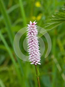 European Bistort or snakeweed, Bistorta officinalis, pink flowers with bokeh background, macro, selective focus