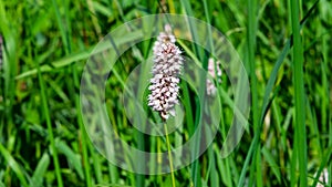 European Bistort or snakeweed, Bistorta officinalis, pink flowers with bokeh background, macro, selective focus