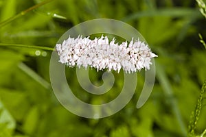 European Bistort or snakeweed, Bistorta officinalis, pink flowers with dark bokeh background, macro, selective focus