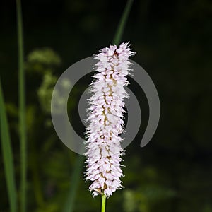 European Bistort or snakeweed, Bistorta officinalis, pink flowers with dark bokeh background, macro, selective focus