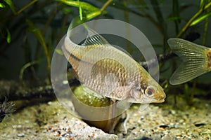 European bitterling, female of wide-spread wild species spins around mussel of Unio pictorum, aquatic bivalve mollusk, spawn photo