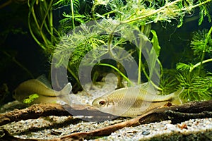 European bitterling pair, Rhodeus amarus, little omnivore ornamental adult fish in a coldwater temperate freshwater biotope aqua