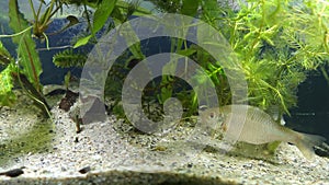 European bitterling, Rhodeus amarus, beautiful ornamental adult fish swim in muddy water of a coldwater temperate biotope tank