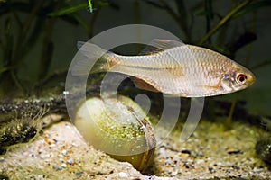 European bitterling, Rhodeus amarus, beautiful ornamental adult male fish in spawning coloration swims near a bivalve mollusc