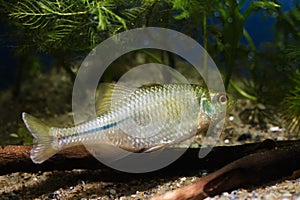 European bitterling, Rhodeus amarus, little omnivore wild fish in a nuptial colors for spawning, temperate freshwater biotope aqua