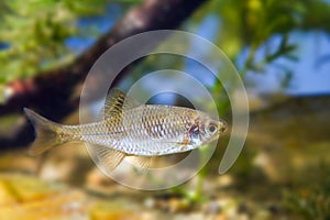 European bitterling, Rhodeus amarus, small wild freshwater adult male fish in typical moderate water biotope aquarium