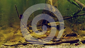 European bitterling, sunbleak and common ruffe, feeding time with frozen food in temperate European coldwater river biotope