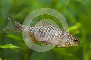 European bitterling, young specimen of wide-spread dwarf Cyprinidae species in spawning colors, freshwater temperate biotope