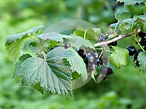 European black currant