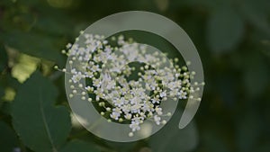 European black elder or elderberry flower blooming