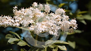 European black elderberry  Sambucus Nigra  flowers closeup