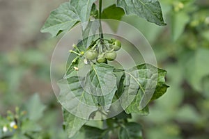 European black nightshade