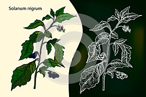 European black nightshade Solanum nigrum or locally nightshade, photo