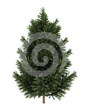 European black pine tree isolated on white