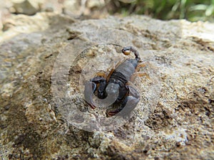 European black scorpion (Euscorpius flavicaudis) close-up photo
