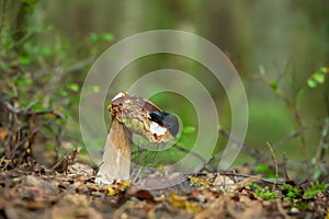 European black slug, Arion ater feeding on bolete mushroom