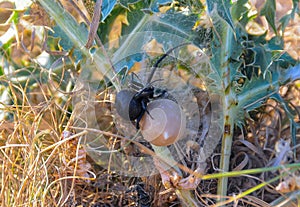 European black widow (Latrodectus tredecimguttatus), A female spider sits in her nest with a cocoon of eggs