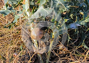 European black widow (Latrodectus tredecimguttatus), A female spider sits in her nest with a cocoon of eggs