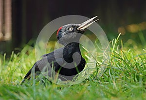 European black woodpecker Dryocopus martius female