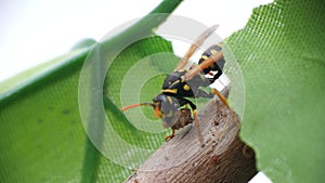 European  Black Yellow Wasp Insect Holding In Jaws Mud Material For Nest Moving Antennas Closeup Macro Video