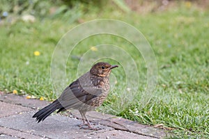 European Blackbird Fledgling in Garden photo