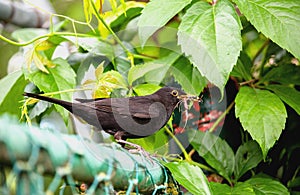 Blackbird standing on a gate  bringing food