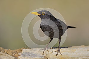 European blackbird - Melro preto - Turdus merula