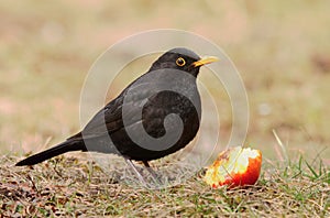 European blackbird Turdus merula