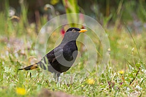 European Blackbird (Turdus merula) male among weeds