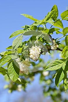 European bladdernut