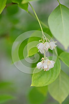 European bladdernut Staphylea pinnata, pending bell-shaped white flowers