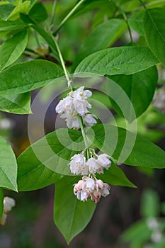 European bladdernut Staphylea pinnata, pending white flowers