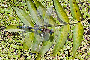 European Blue Emperor Dragonfly Anax imperator male sitting on a leaf of ash Fraxinus