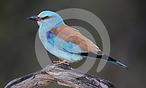 a european blue roller in spain