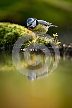 European Blue tit Cyanistes caeruleus drinking water