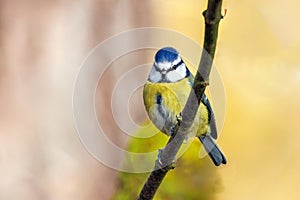 European Blue Tit - Cyanistes caeruleus perched on a twig.