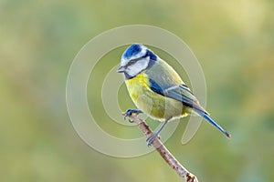 European Blue Tit - Cyanistes caeruleus at rest.