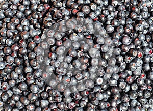 European blueberry Background. Vaccinium myrtillus photo