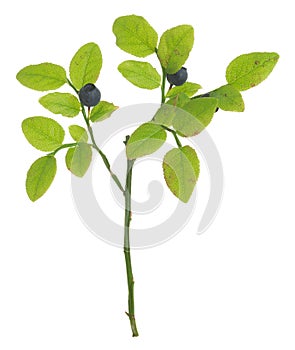 European blueberry, Vaccinium myrtillus plant with ripe berries isolated on white background photo
