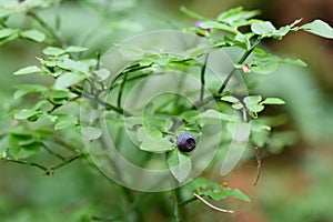 European blueberry Vaccinium myrtillus shrub with blueberry photo