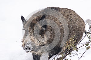 European boar in artic Finland